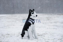 Топиари собака хаски, Пушнин — газон Eco