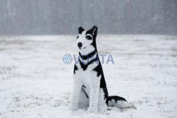 Топиари собака хаски, Пушнин — газон Eco