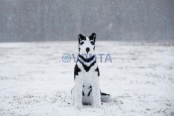 Топиари собака хаски, Пушнин — газон Eco