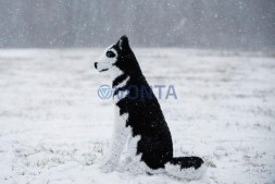 Топиари собака хаски, Пушнин — газон Eco