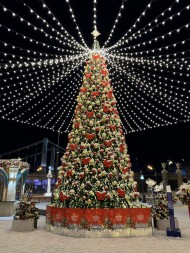 Ель каркасная «Уральская» - 20 м