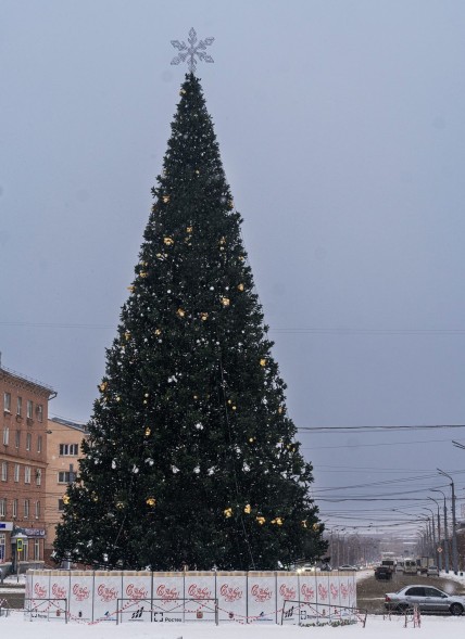 Ель ствольная «Альпийская Сказочная» - 10 м