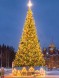 Ель ствольная «Светодинамическая Альпийская» - 21 м
