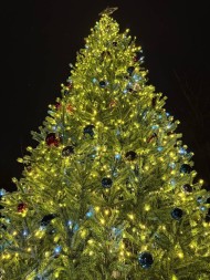 Ель ствольная «Светодинамическая Альпийская» - 21 м