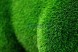 Топиари олень, самочка — газон Eco Green