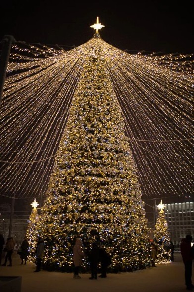 Ель каркасная «Уральская» - 21 м