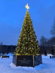 Ель ствольная «Альпийская Сказочная» - 11 м