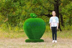 Топиари яблоко — газон Eco