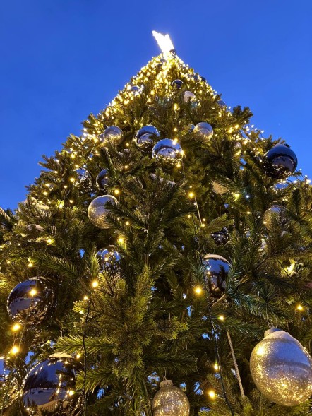 Ель ствольная «Альпийская Сказочная» - 12 м