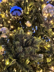 Ель ствольная «Альпийская Сказочная» - 13 м