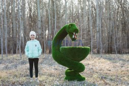 Топиари гиппократова чаша — газон Deluxe