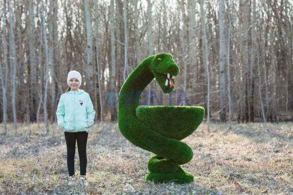 Топиари гиппократова чаша — газон Deluxe