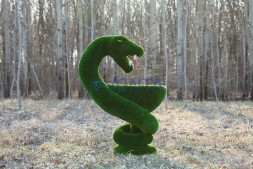 Топиари гиппократова чаша — газон Deluxe