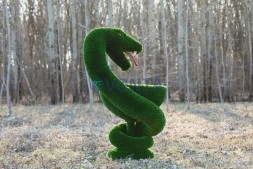 Топиари гиппократова чаша — газон Deluxe