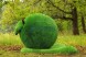 Топиари яблоко Синап — газон Eco Green