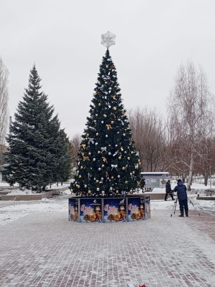 Ель ствольная «Альпийская Сказочная» - 14 м