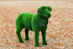 Топиари композиция ягнята и овечка — газон Deluxe