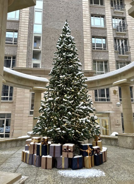 Ель ствольная «Альпийская» - 4 м