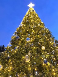 Ель ствольная «Альпийская Сказочная» - 20 м