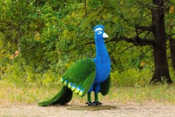 Топиари павлин, основа композиций — газон Deluxe + Eco