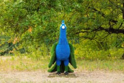 Топиари павлин, основа композиций — газон Deluxe + Eco