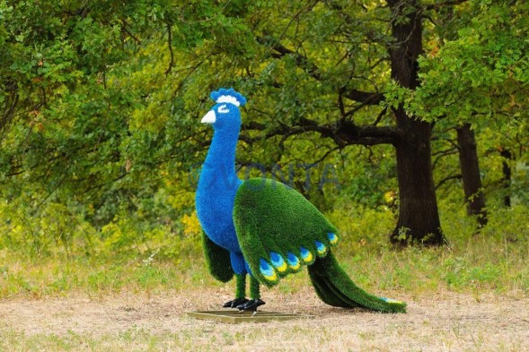 Топиари павлин, основа композиций — газон Deluxe + Eco