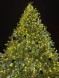Ель ствольная «Светодинамическая Альпийская» - 7 м