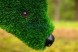 Топиари олень, пасется — газон Eco Green