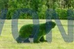 Топиари медведь Греча h=135 см — газон Deluxe Green