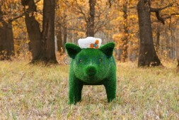 Топиари поросенок в панаме — газон Eco