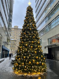 Сосна каркасная «Уральская» - 30 м