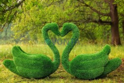 Топиари композиция лебеди Чепелия — газон Eco Green