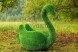 Топиари композиция лебеди Чепелия — газон Eco Green