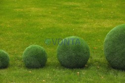 Топиари композиция шары в виде куста туи, 4 шт — газон Eco
