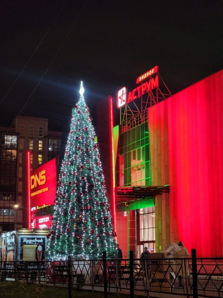 Сосна каркасная «Уральская» - 26 м