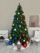 Сосна «Рождественская» - 6 м