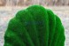 Топиари ракушка, h=135 см — газон Eco Green