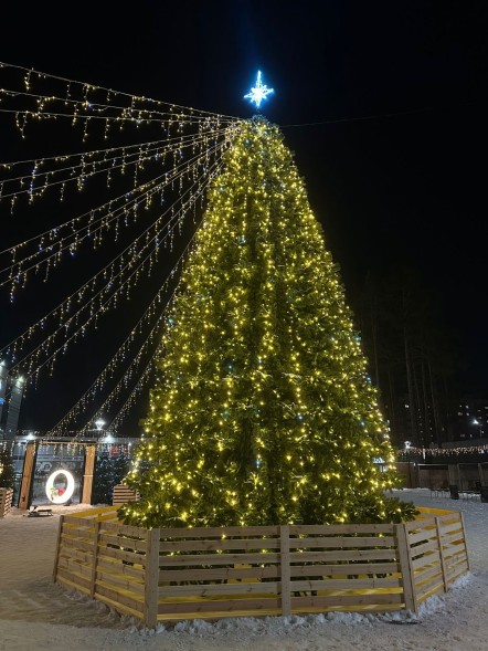 Ель «Кремлевская» - 30 м