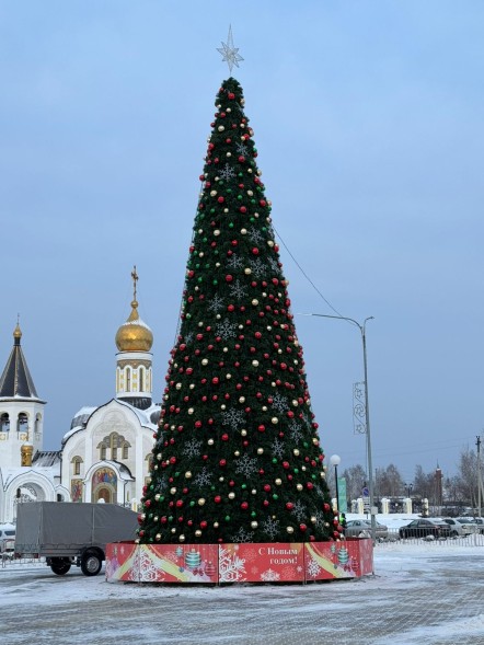 Сосна каркасная «Уральская» - 23 м