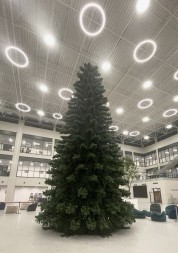 Ель «Беловежская» - 16 м