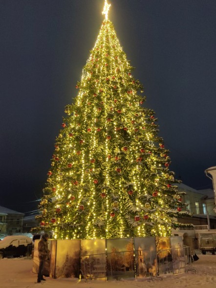 Ель «Кремлевская» - 24 м