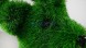 Топиари олень Отис h=140см — газон Есо Green