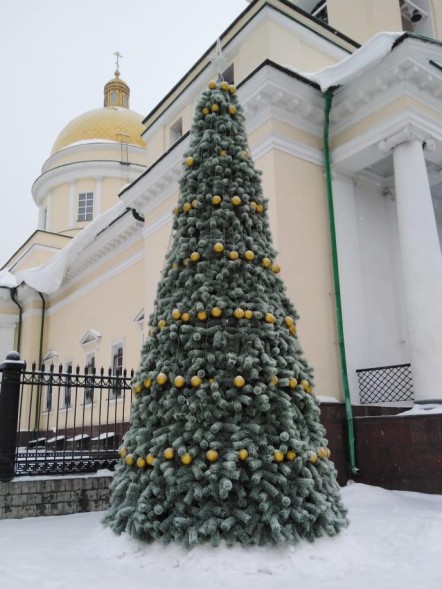Сосна каркасная «Уральская» - 19 м