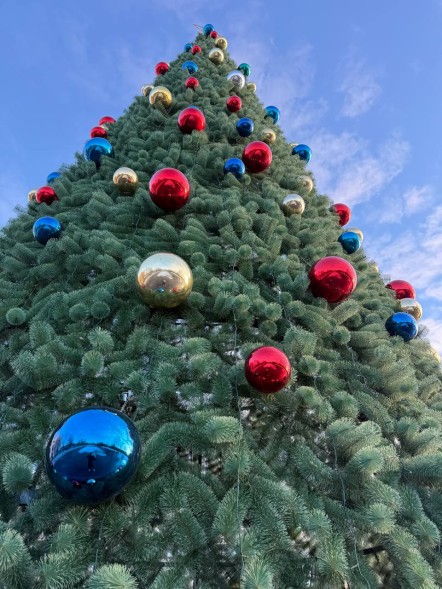 Сосна каркасная «Уральская» - 18 м