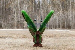 Топиари бабочка Какао — газон Eco