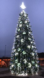 Ель «Беловежская» - 24 м