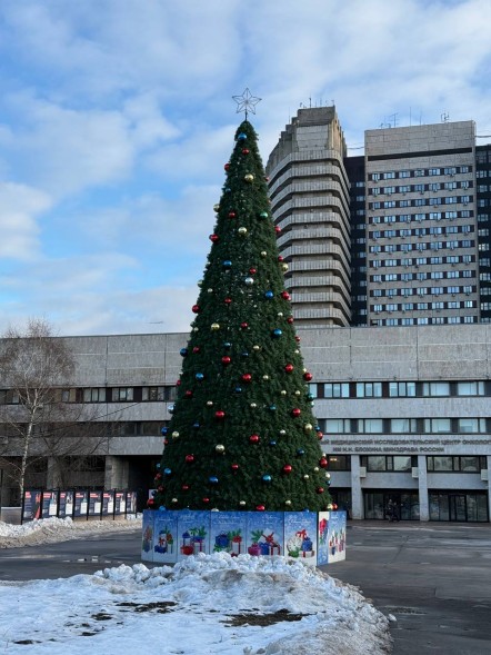 Сосна каркасная «Уральская» - 14 м