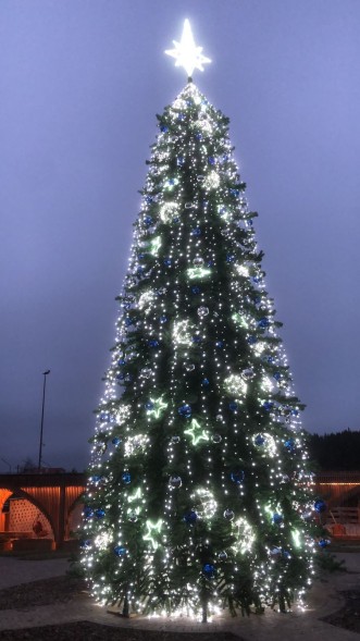 Ель «Беловежская» - 25 м