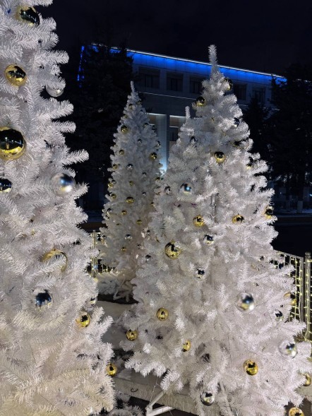 Ель «Рождественская» Белая - 5,5 м