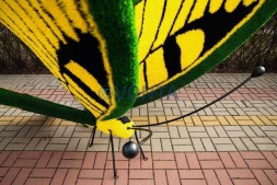 Топиари бабочка Барбариска — газон Eco